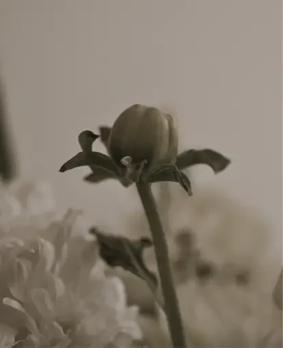 Follower 3